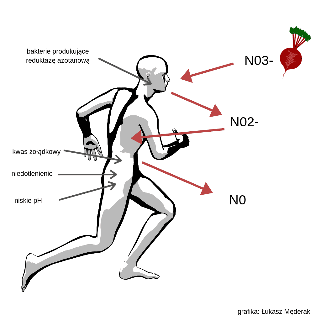 Natalia Stebel - dietetyk kliniczny